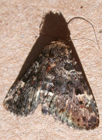 Common Fungus Moth Common Fungus Moth